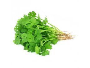 Koriander frisch 100g / Thai - Veggie -