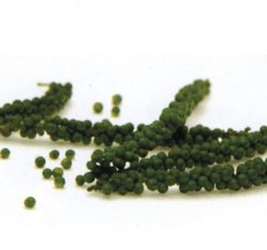 Grüne Pfeffer frisch 100g Thai/Tiêu Thái